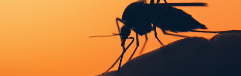 Mosquito on the human skin
