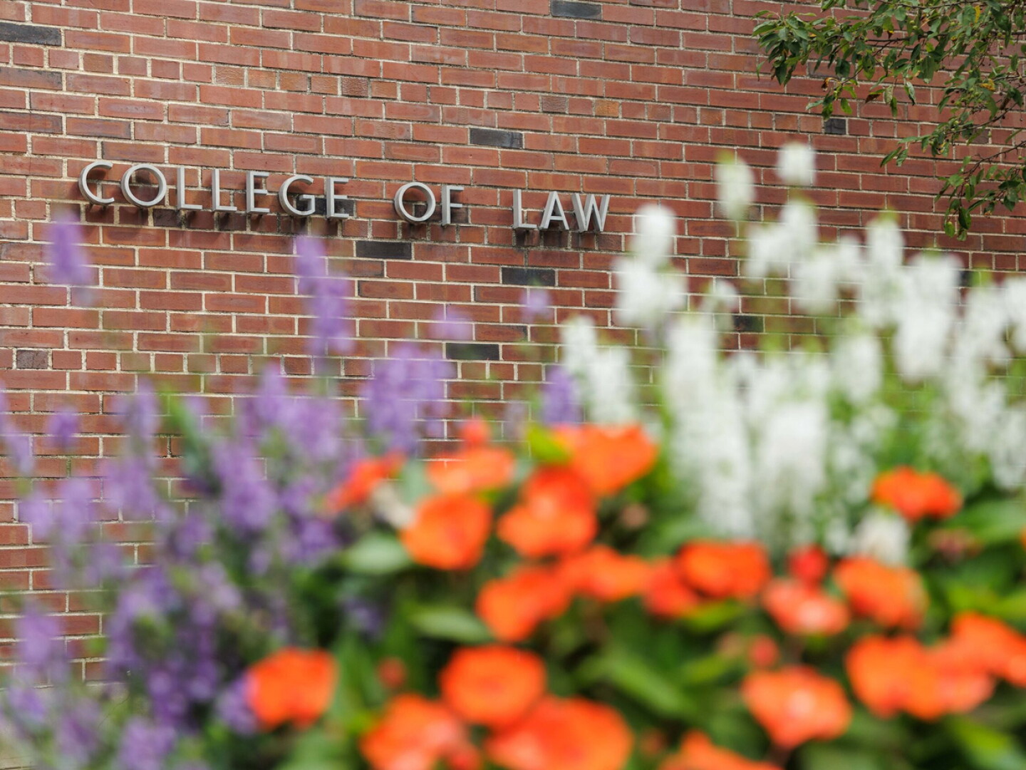 College of Law sign on the exterior of the school with flowers in the foreground.