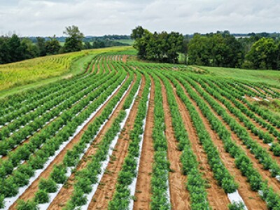 field-of-hemp-plants