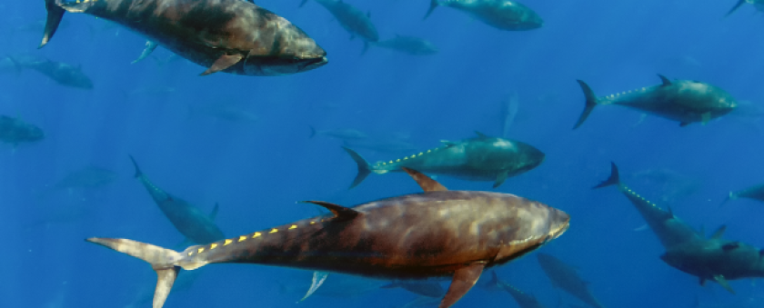 TulaneENV-bluefintuna-01.png