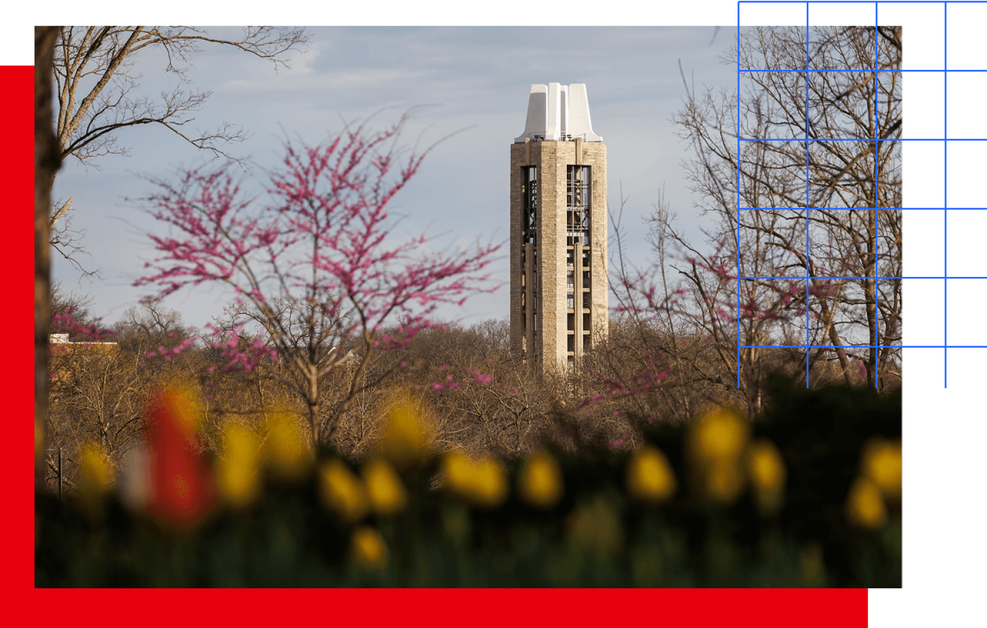 Tower on KU campus beyond a field of yellow flowers