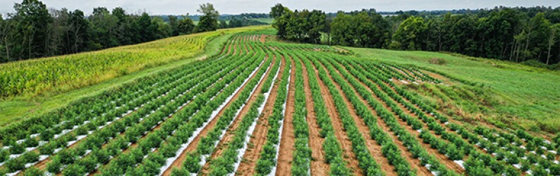 field-of-hemp-plants