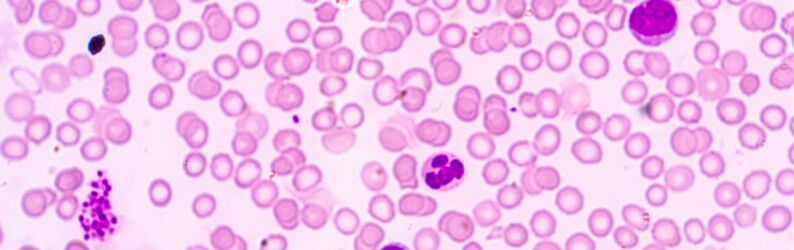 pink-cells-bubbles