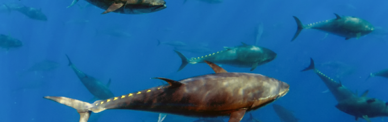 TulaneENV-bluefintuna-01.png