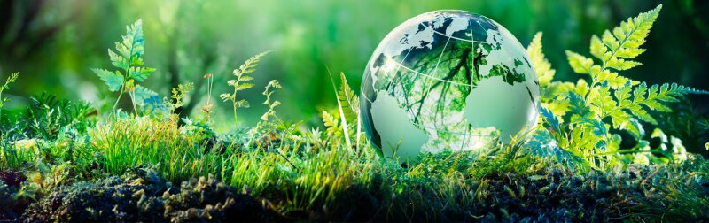 An environmental concept of a moss-covered globe in a lush forest.