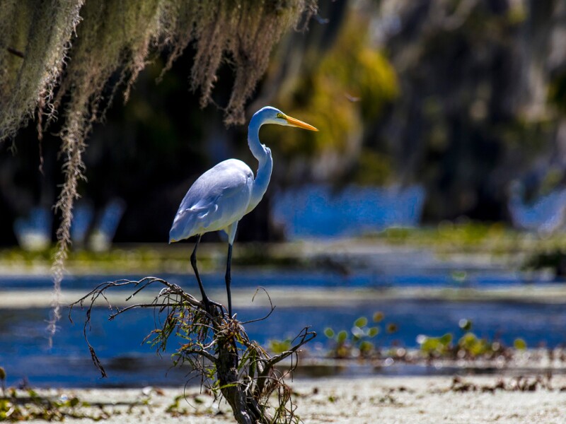 White Egret in Cajun Swamp & Lake Martin, near Breaux Bridge and Lafayette Louisiana
